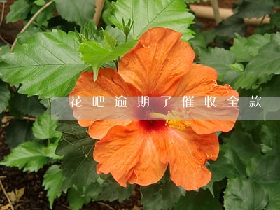 花吧逾期了催收全款