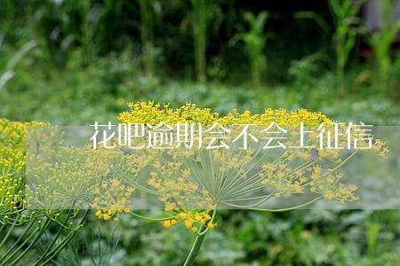 花吧逾期会不会上征信 花吧逾期会不会上征信