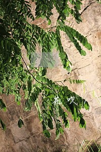 花呗1000逾期一年说上门 花呗1000逾期一年说上门