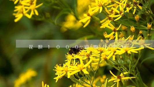 花呗1000逾期三个月