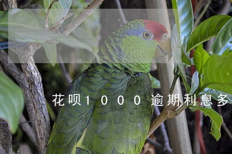 花呗1000逾期利息多少钱 花呗1000逾期利息多少钱