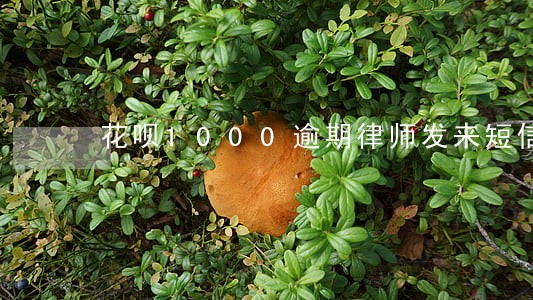 花呗1000逾期律师发来短信 花呗1000逾期律师发来短信