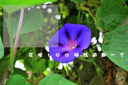 花呗100块钱逾期一个月 花呗100块钱逾期一个月