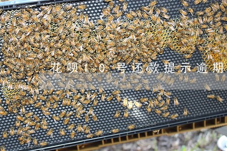 花呗10号还款提示逾期 花呗10号还款提示逾期