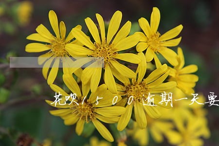 花呗1500逾期一天要多少利息 花呗1500逾期一天要多少利息