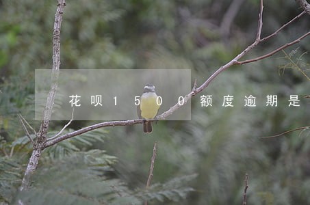 花呗1500额度逾期是多少利息 花呗1500额度逾期是多少利息