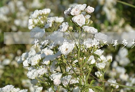 花呗1角钱逾期六年多少利息 花呗1角钱逾期六年多少利息