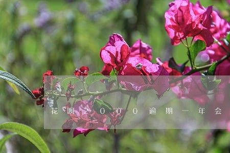 花呗2000逾期一年会不会上门 花呗2000逾期一年会不会上门