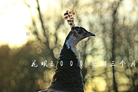 花呗2000逾期三个月 花呗2000逾期三个月