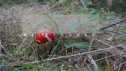 花呗2000逾期两年 花呗2000逾期两年