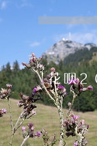 花呗2000逾期多久上黑名单 花呗2000逾期多久上黑名单