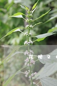 花呗200多逾期半年