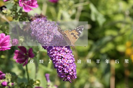 花呗200逾期半年后果 花呗200逾期半年后果