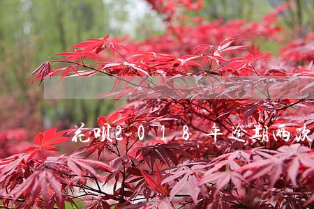 花呗2018年逾期两次 花呗2018年逾期两次