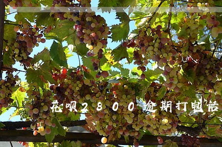 花呗2800逾期打电话给我 花呗2800逾期打电话给我