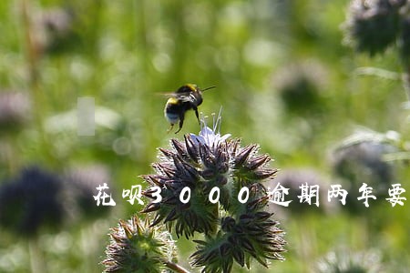花呗3000逾期两年要还多少