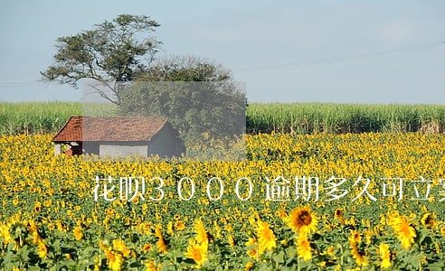 花呗3000逾期多久可立案 花呗3000逾期多久可立案