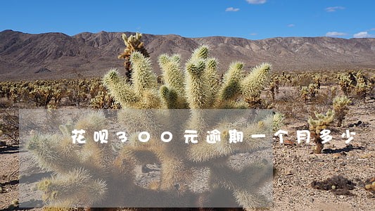 花呗300元逾期一个月多少 花呗300元逾期一个月多少