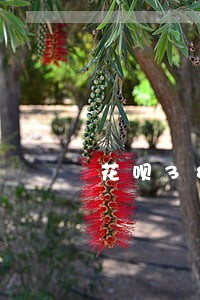 花呗3800额度逾期会仲裁吗 花呗3800额度逾期会仲裁吗