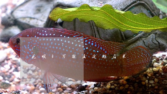 花呗3万额度逾期后果 花呗3万额度逾期后果
