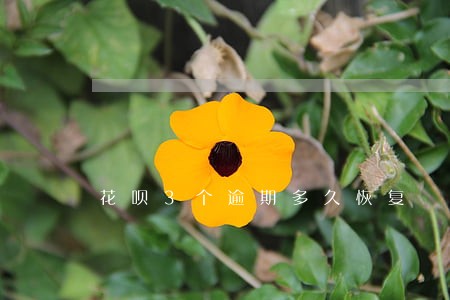 花呗3个逾期多久恢复 花呗3个逾期多久恢复