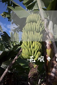 花呗400逾期不还的利率 花呗400逾期不还的利率