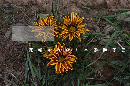 花呗48816逾期了三个月 花呗48816逾期了三个月