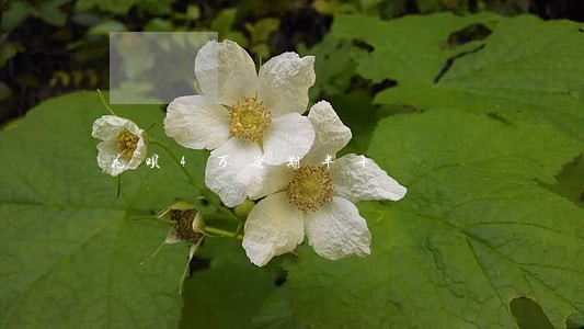 花呗4万逾期半年 花呗4万逾期半年