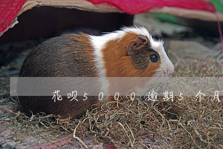 花呗5000逾期5个月 花呗5000逾期5个月