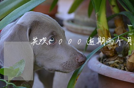 花呗5000逾期两个月会怎样 花呗5000逾期两个月会怎样