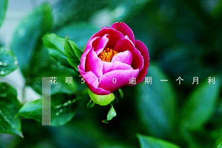 花呗500逾期一个月利息