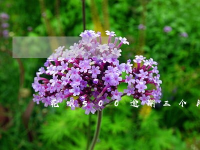 花呗500逾期三个月后果 花呗500逾期三个月后果