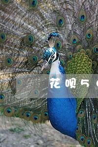 花呗500逾期五个月 花呗500逾期五个月