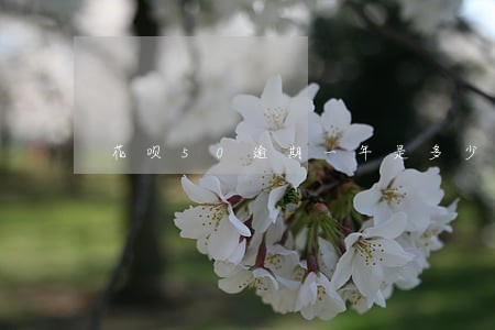 花呗50逾期一年是多少 花呗50逾期一年是多少