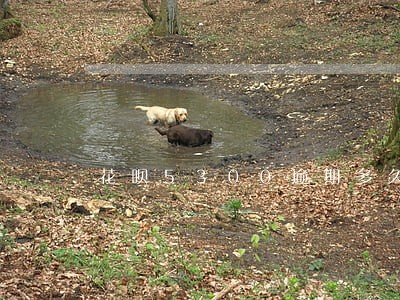 花呗5300逾期多久可以催款 花呗5300逾期多久可以催款