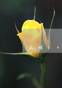 花呗5400逾期三年 花呗5400逾期三年