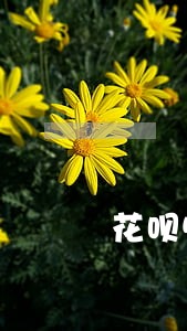 花呗5千逾期一个月会怎么样 花呗5千逾期一个月会怎么样