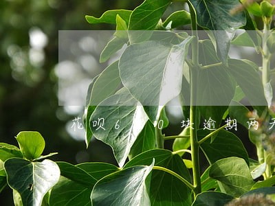 花呗600块逾期两天 花呗600块逾期两天