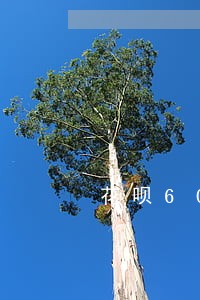 花呗600逾期一年有什么后果 花呗600逾期一年有什么后果