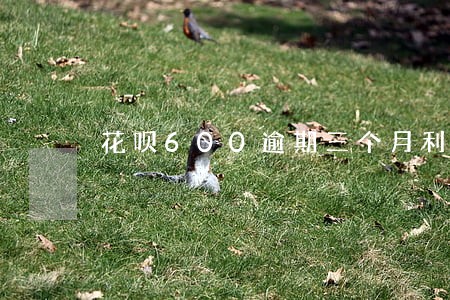 花呗600逾期三个月利息多少