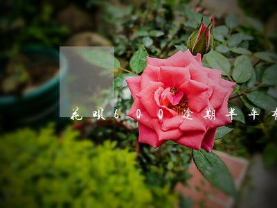 花呗600逾期半年有多少罚息