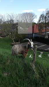 花呗7000逾期三年
