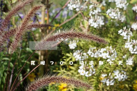 花呗700块逾期十天会怎么样 花呗700块逾期十天会怎么样