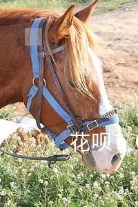 花呗700逾期一年 花呗700逾期一年
