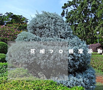 花呗70额度逾期 花呗70额度逾期
