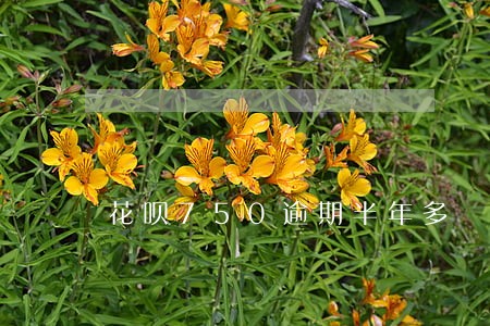 花呗750逾期半年多