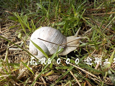 花呗8000逾期三年后果 花呗8000逾期三年后果
