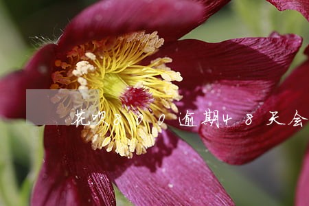花呗800逾期48天会怎样