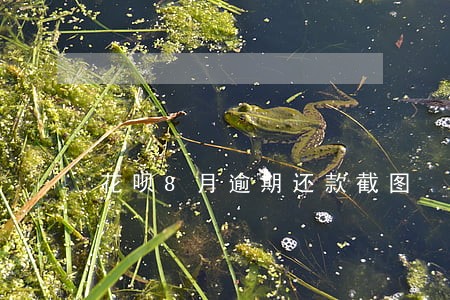 花呗8月逾期还款截图