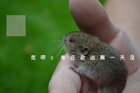 花呗9号还款逾期一天没事吧 花呗9号还款逾期一天没事吧